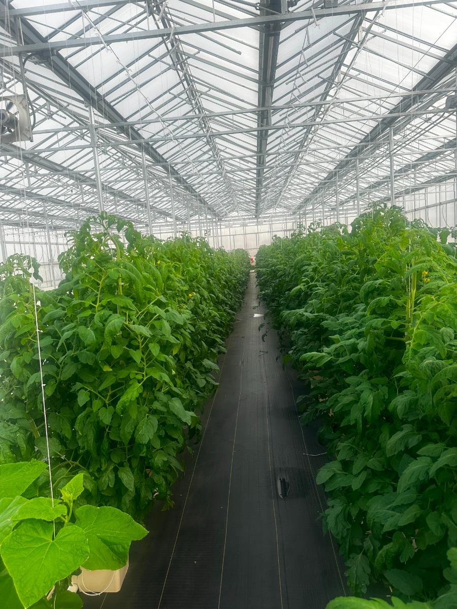 Greenhouse tomatoes