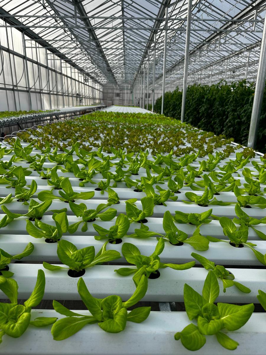 Hydroponic lettuce!